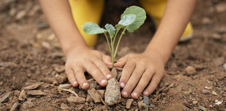 close-up-transplanting-process-plants-2